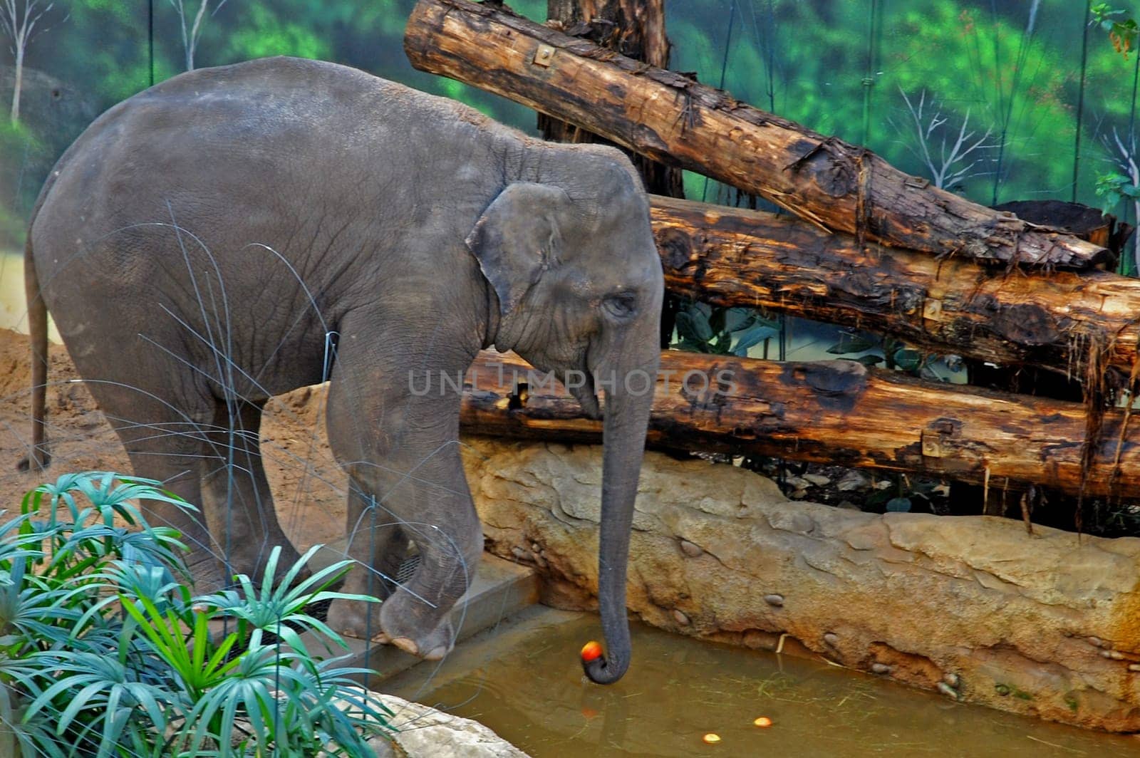 Elephant