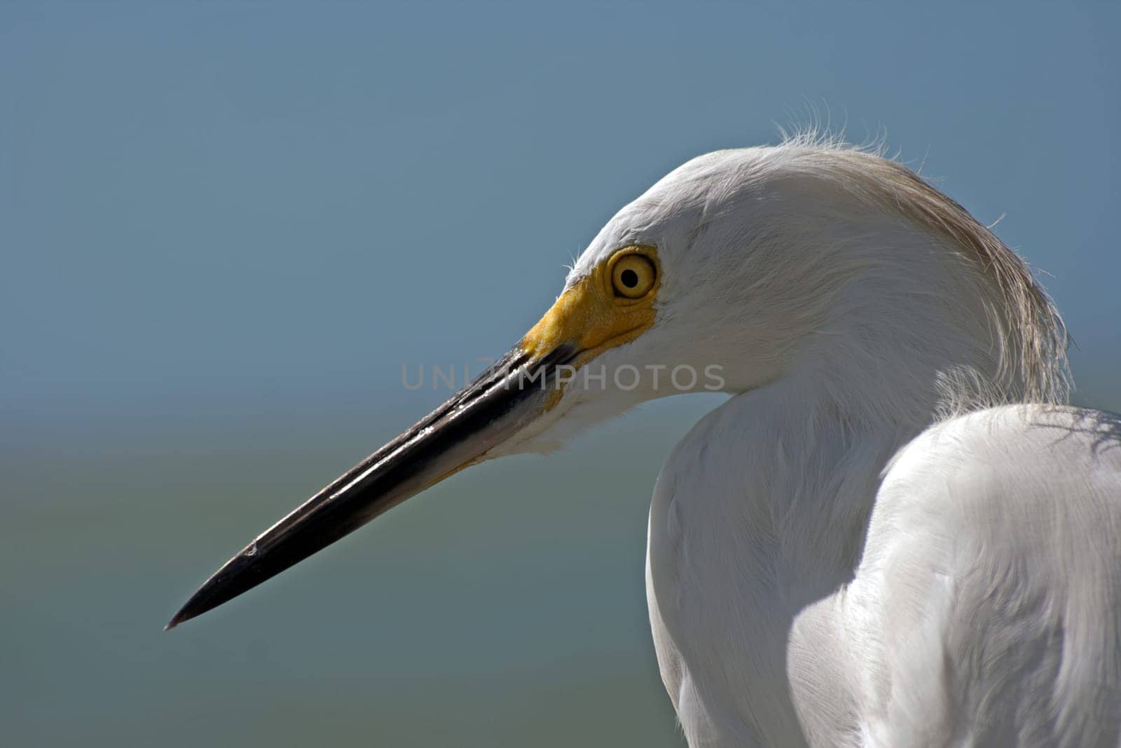 Cattle egret