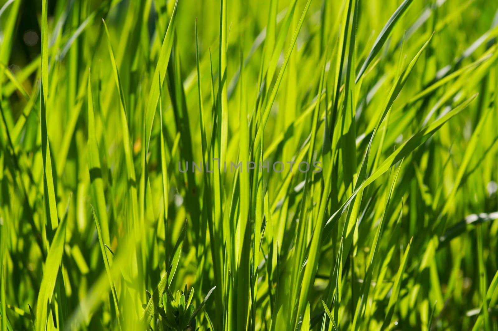 grass
