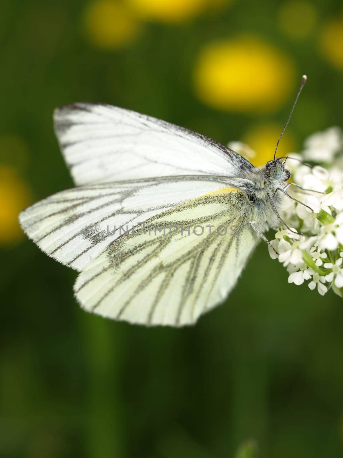 Rapeseed White