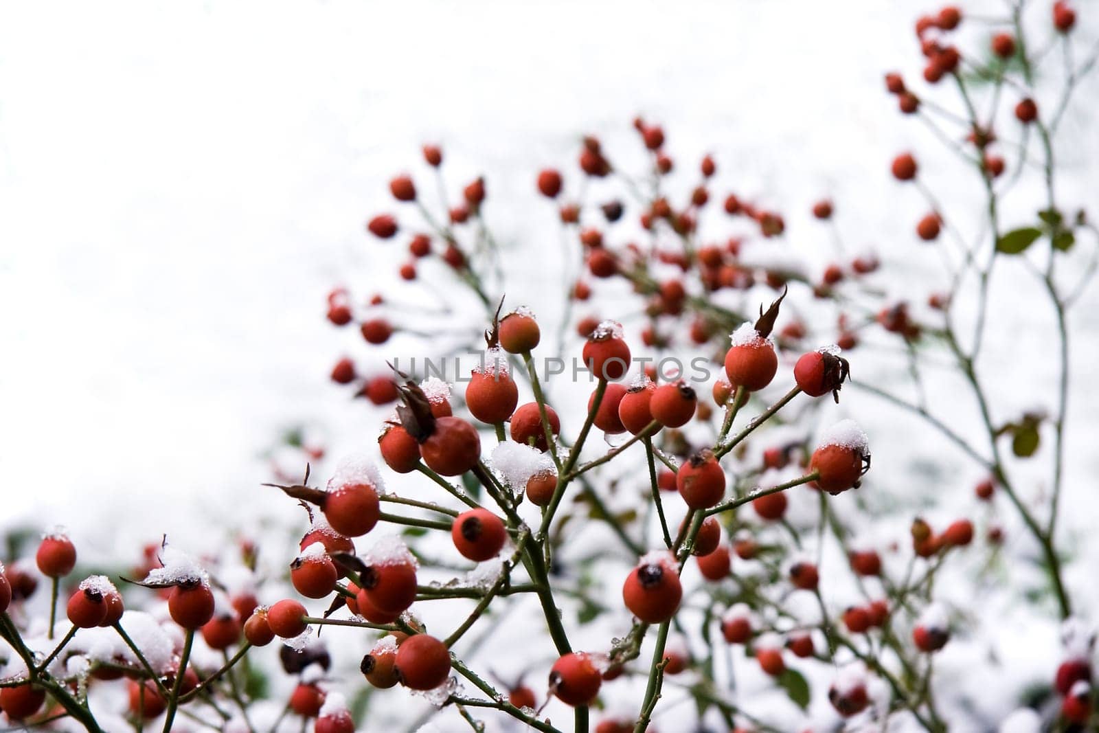 Branches with red berries in wintersnow