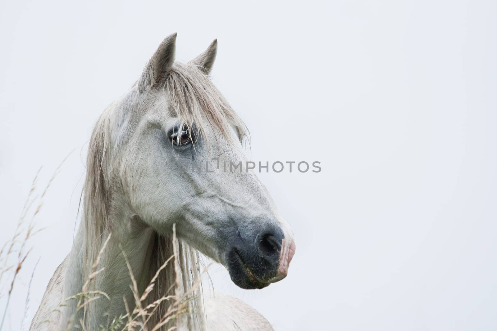 Head of white horse