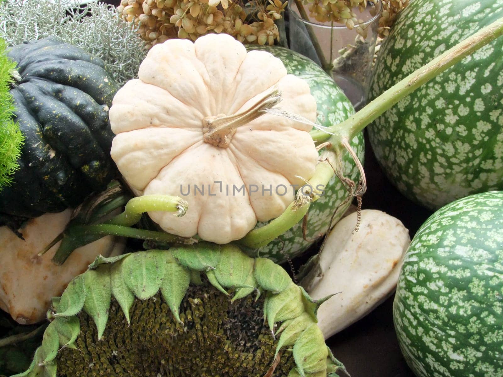 Patisson Pumpkin