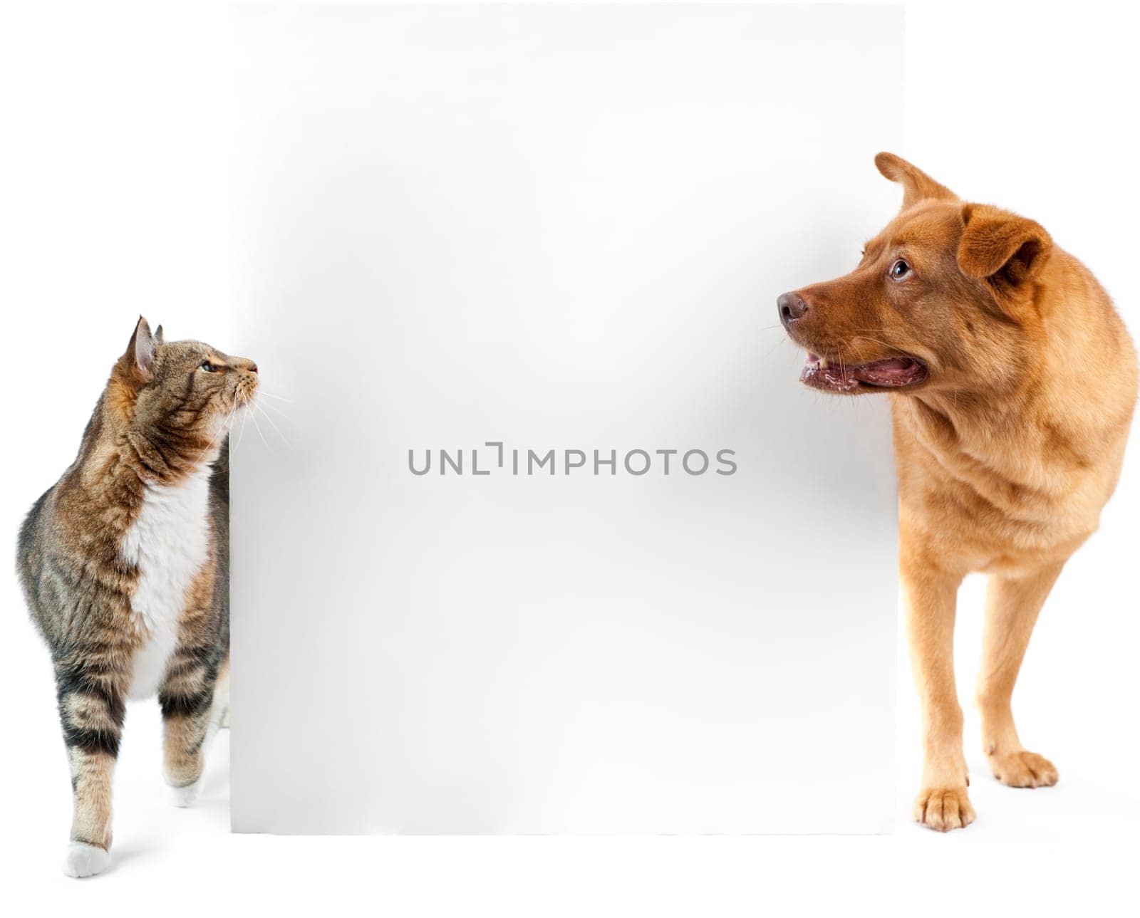 Cat and dog around banner