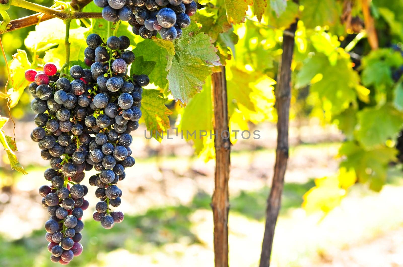 Red grapes