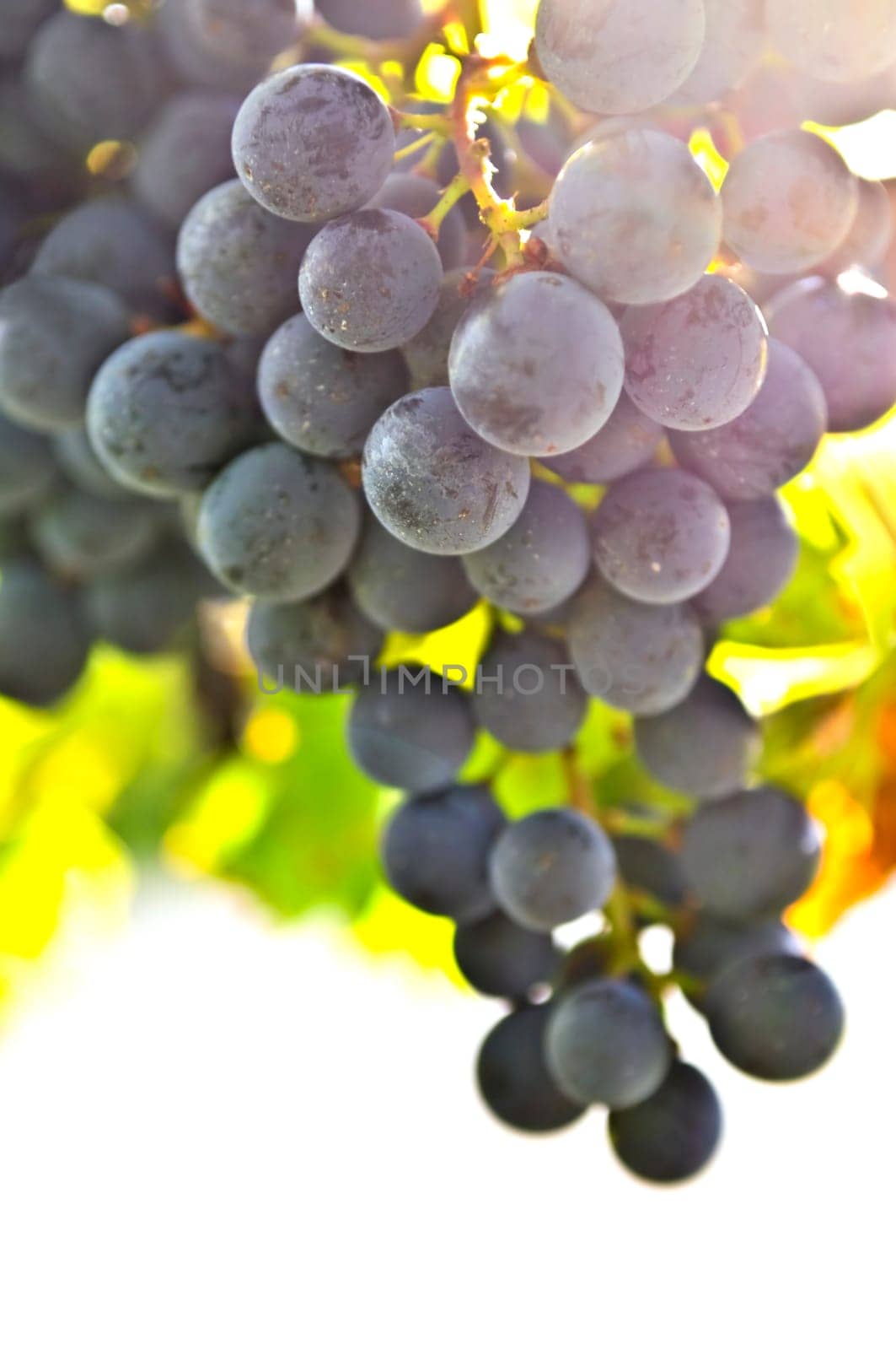 Red grapes