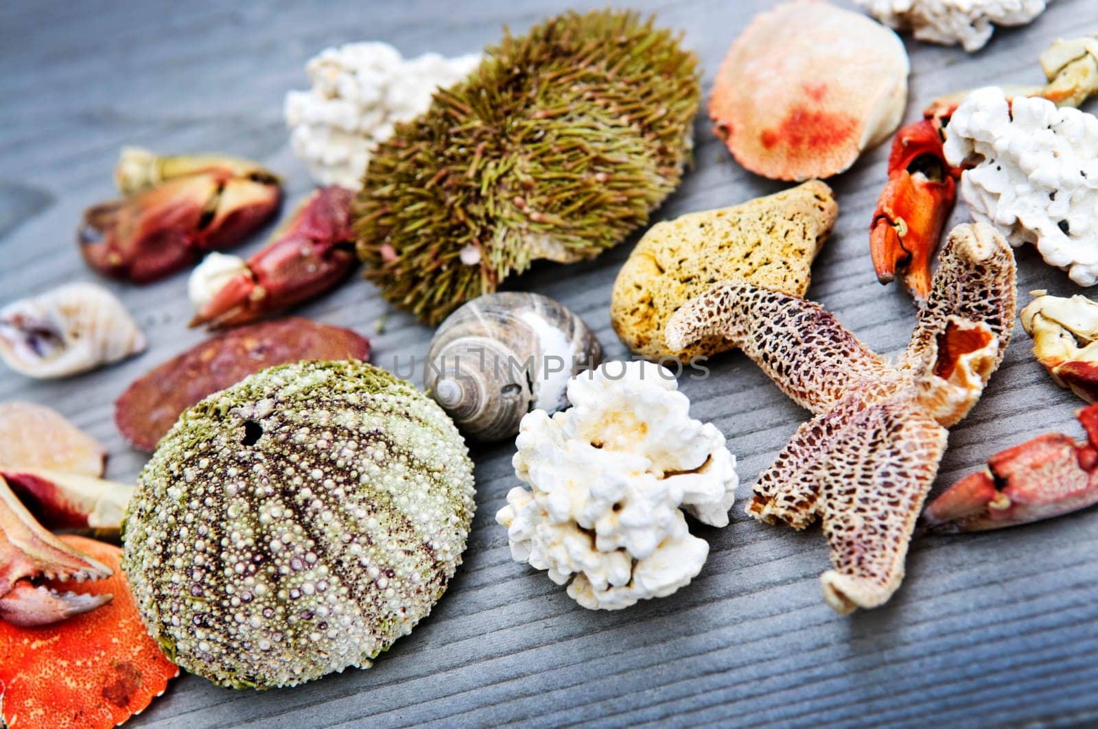 Sea treasures