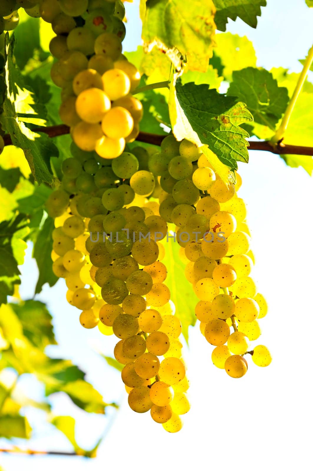 Yellow grapes