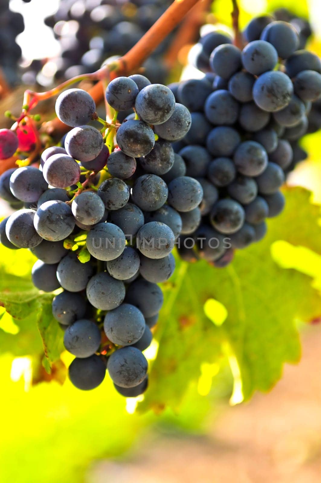 Red grapes