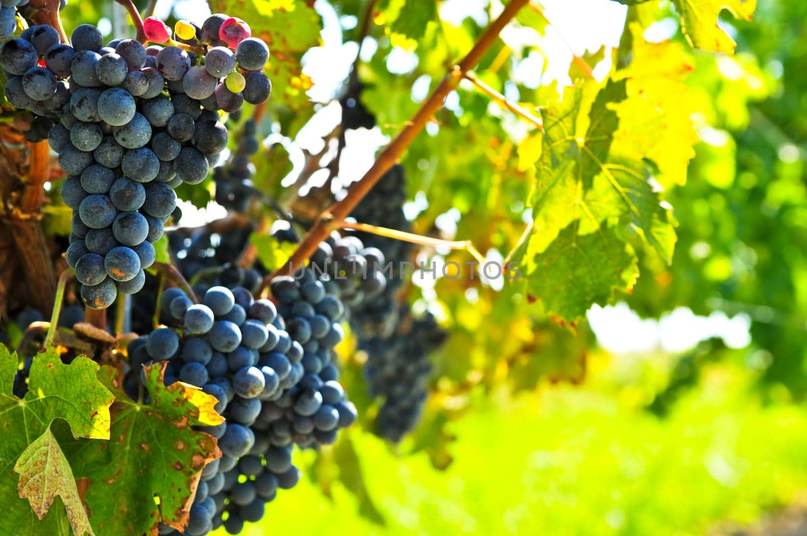 Red grapes