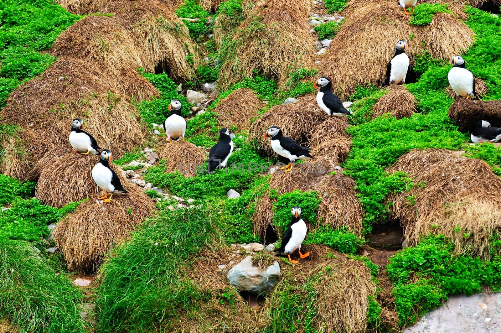 Puffins nesting in Newfoundland