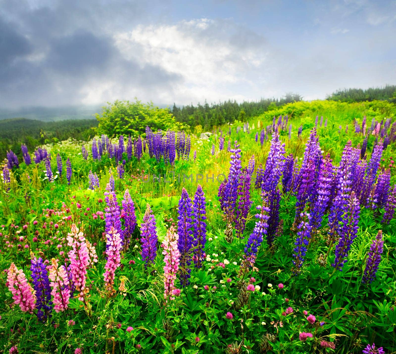 Purple and pink garden lupin flowers