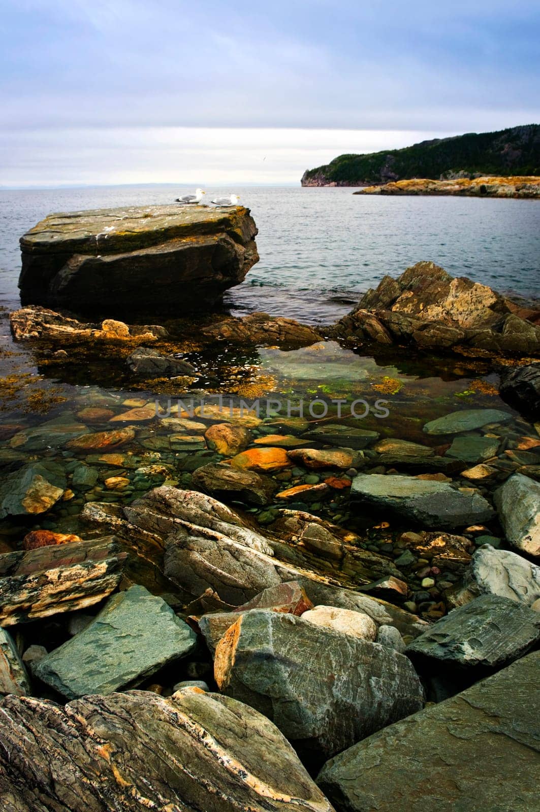 Atlantic coast in Newfoundland