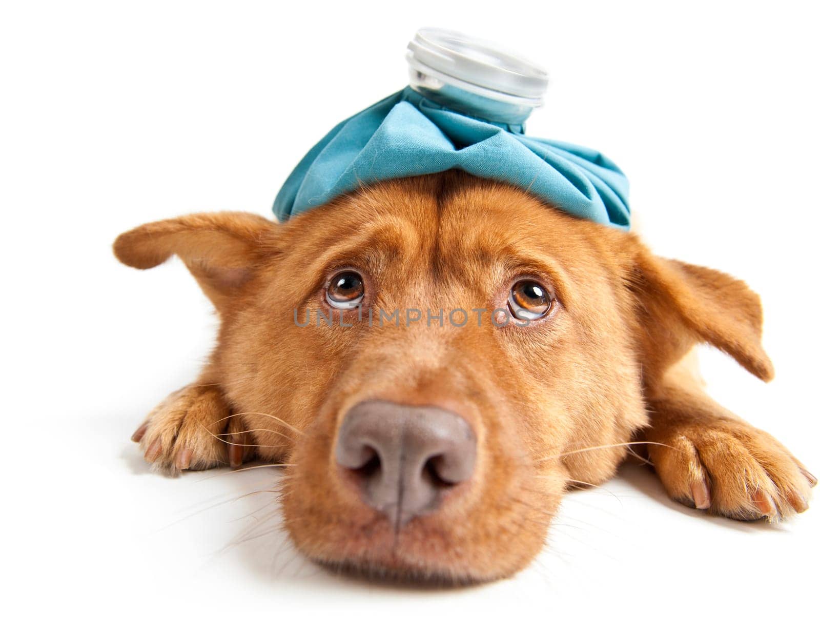 Sick Dog