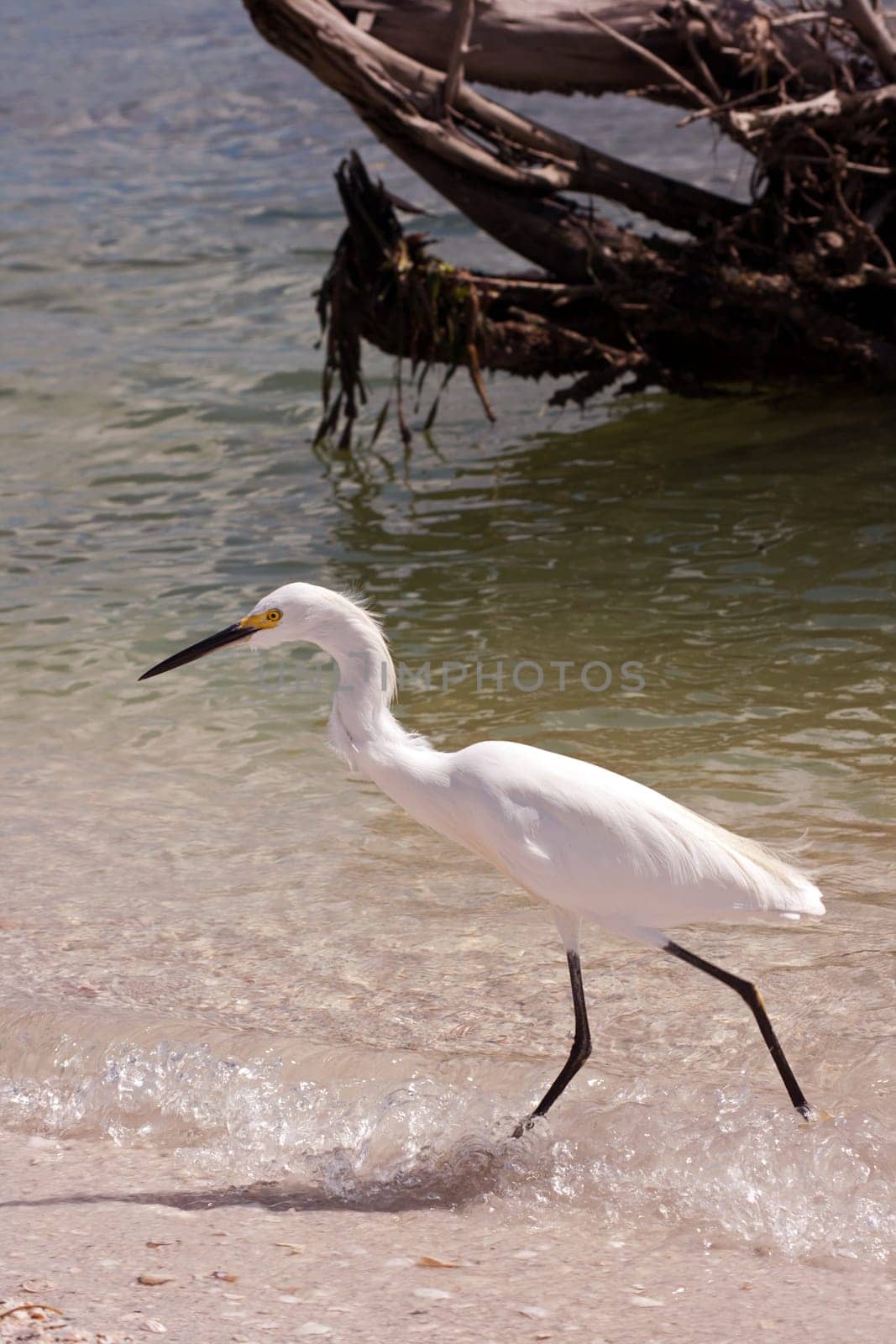 Kuhreiher Cattle Egret