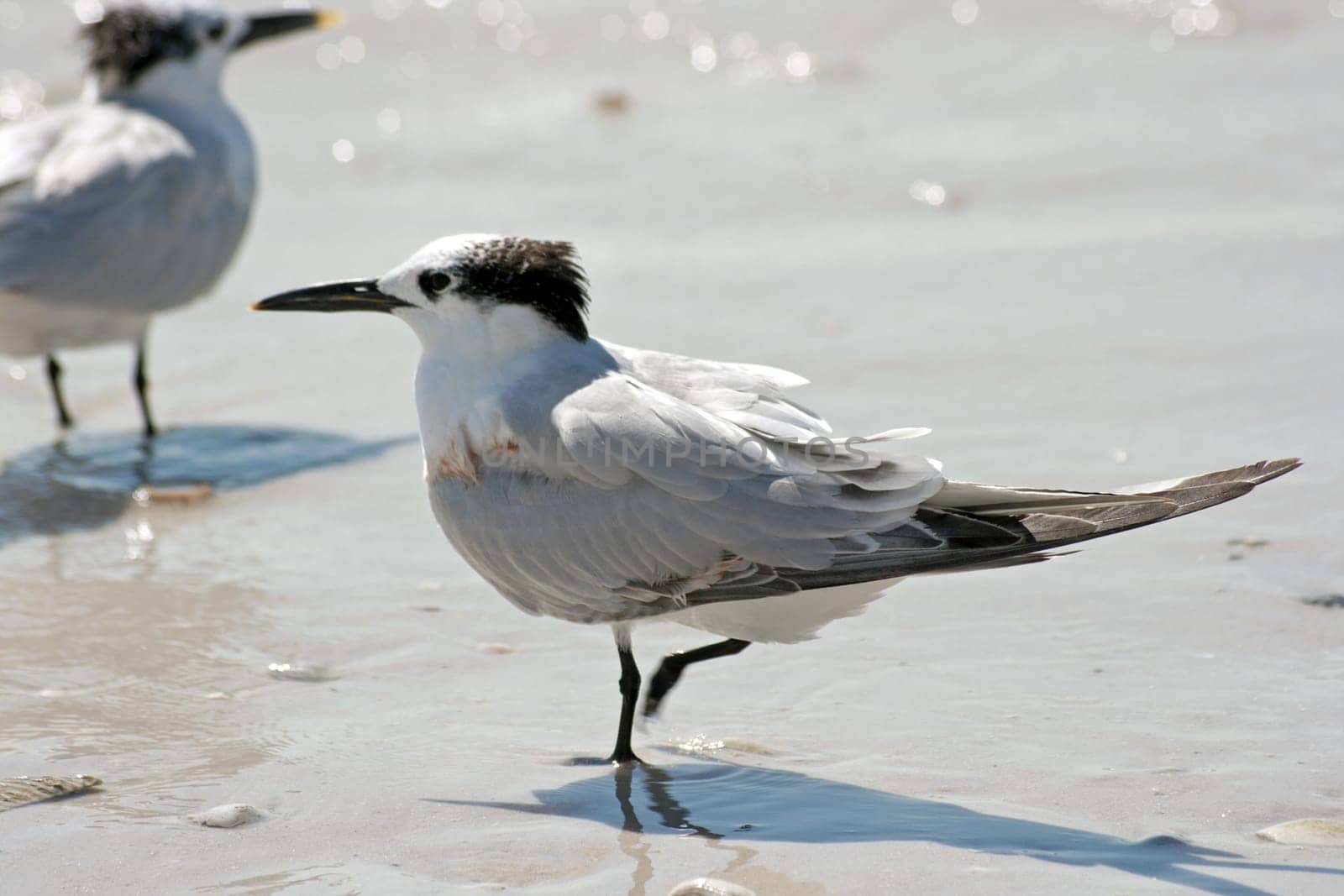 Sandwich tern