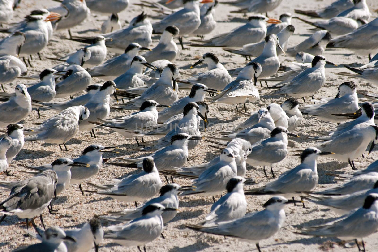 Sandwich terns