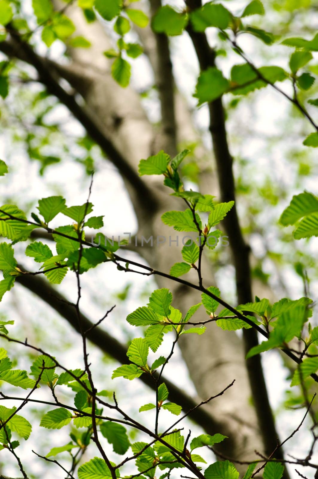 Elm tree in spring