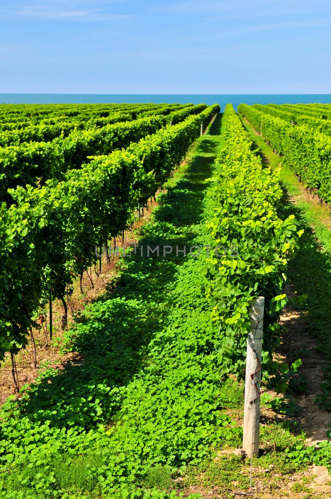 Vineyard
