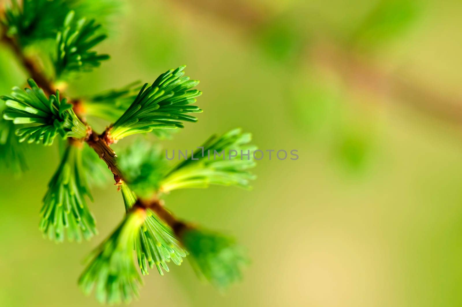 Green spring needles