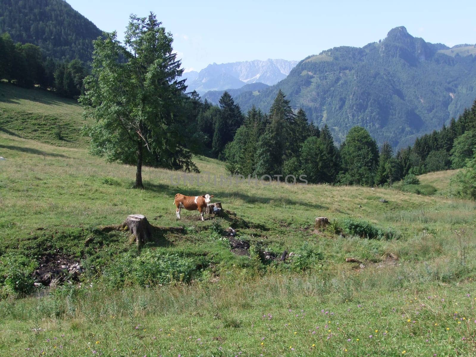 A cow in the meadow