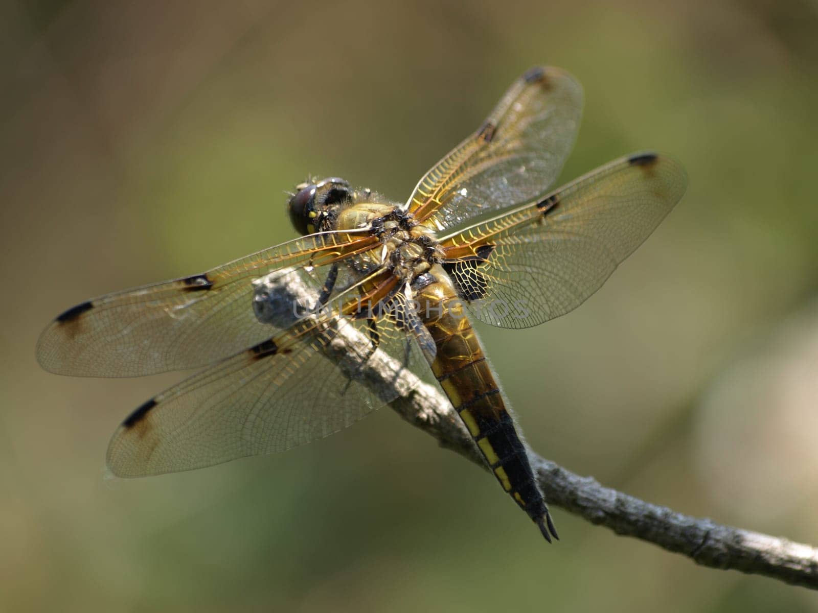 4 Spotted Dragonfly