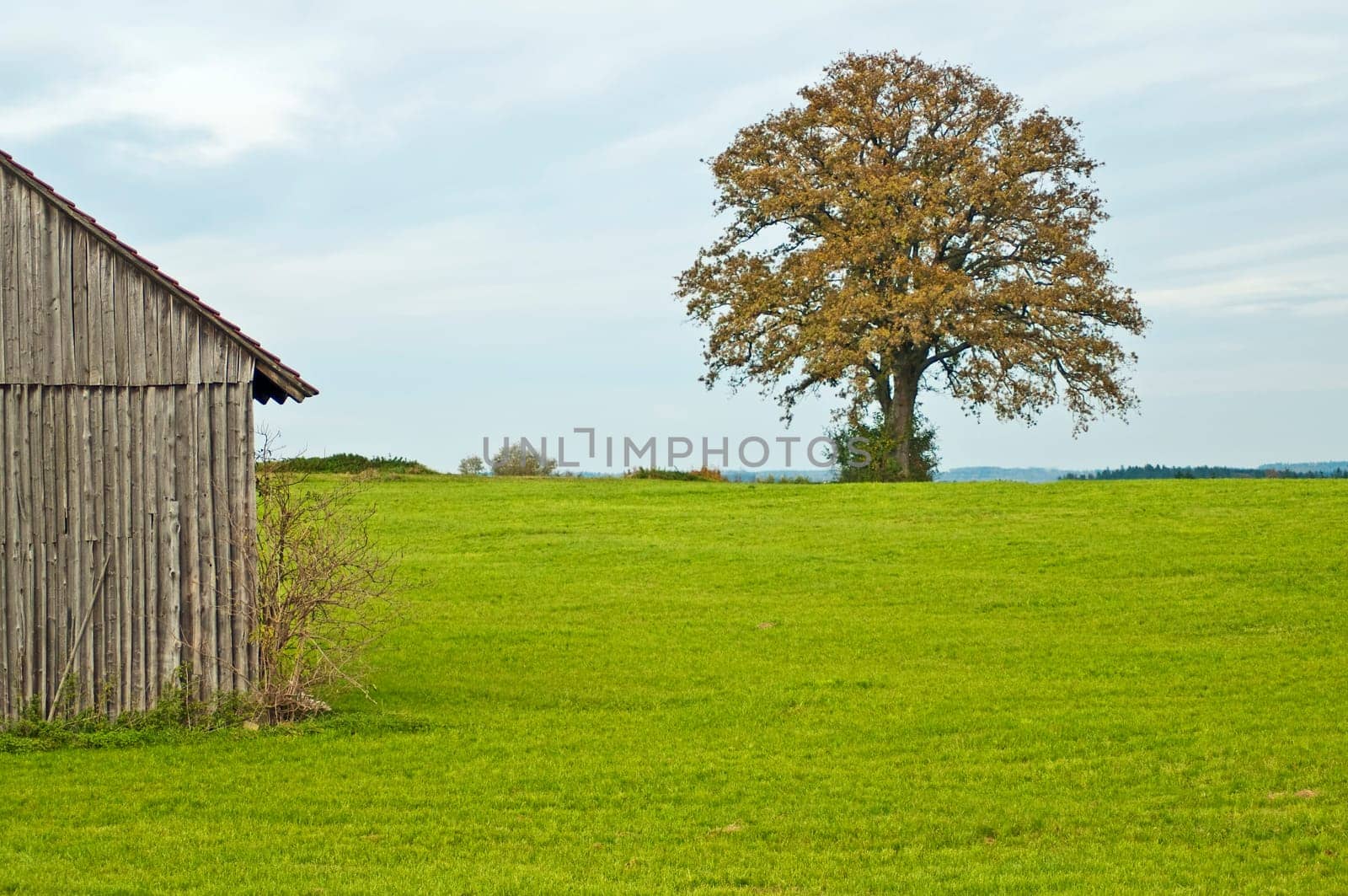 Oak