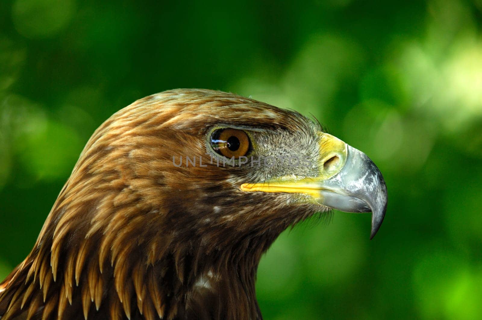 Golden eagle