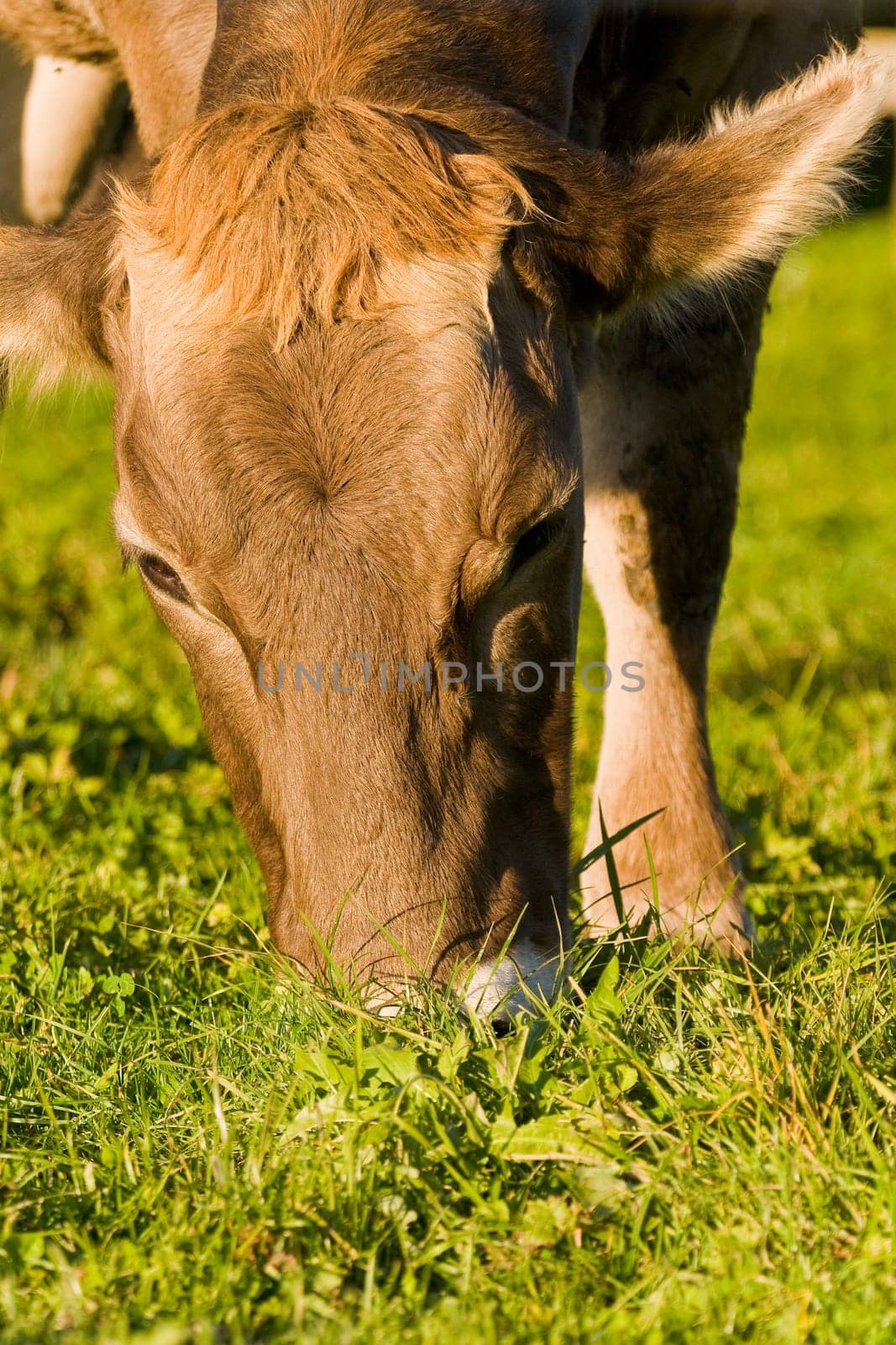 cow
