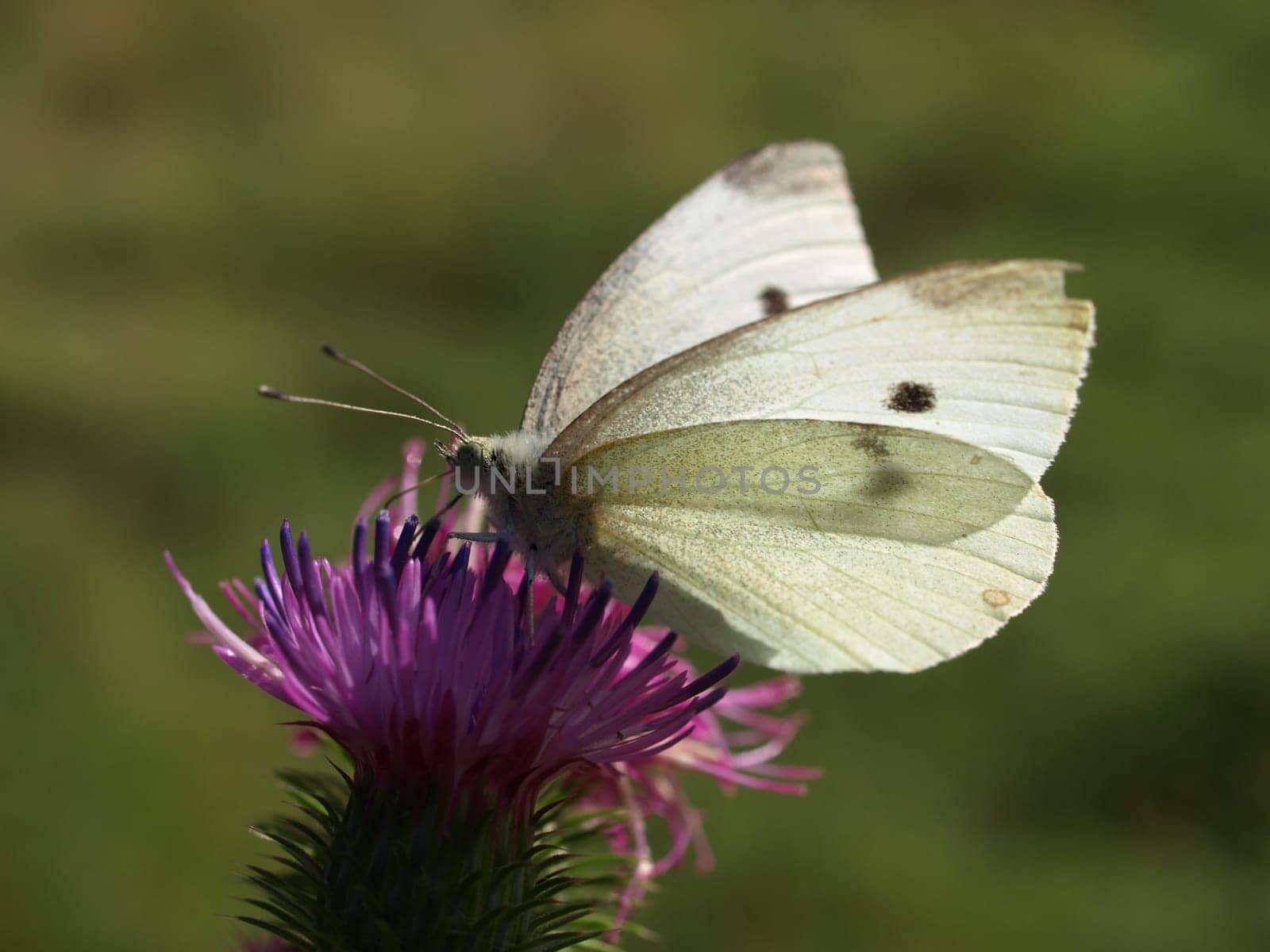 Cabbage White