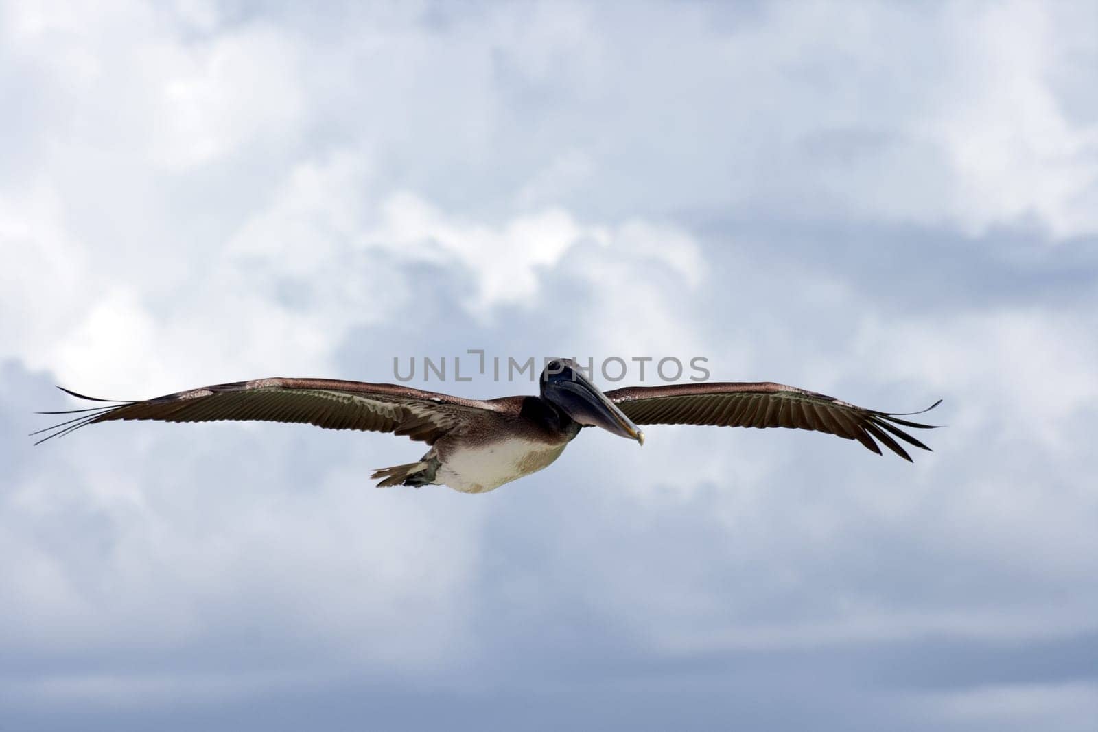 Brown pelican in flight