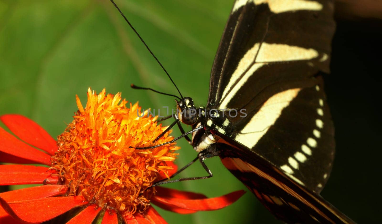 on a flower