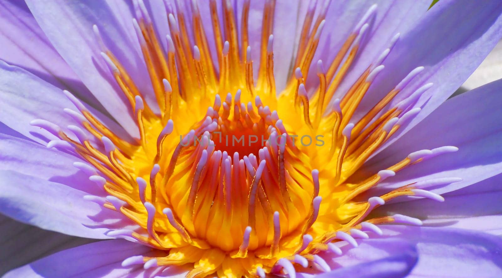 Tropical Water Lily