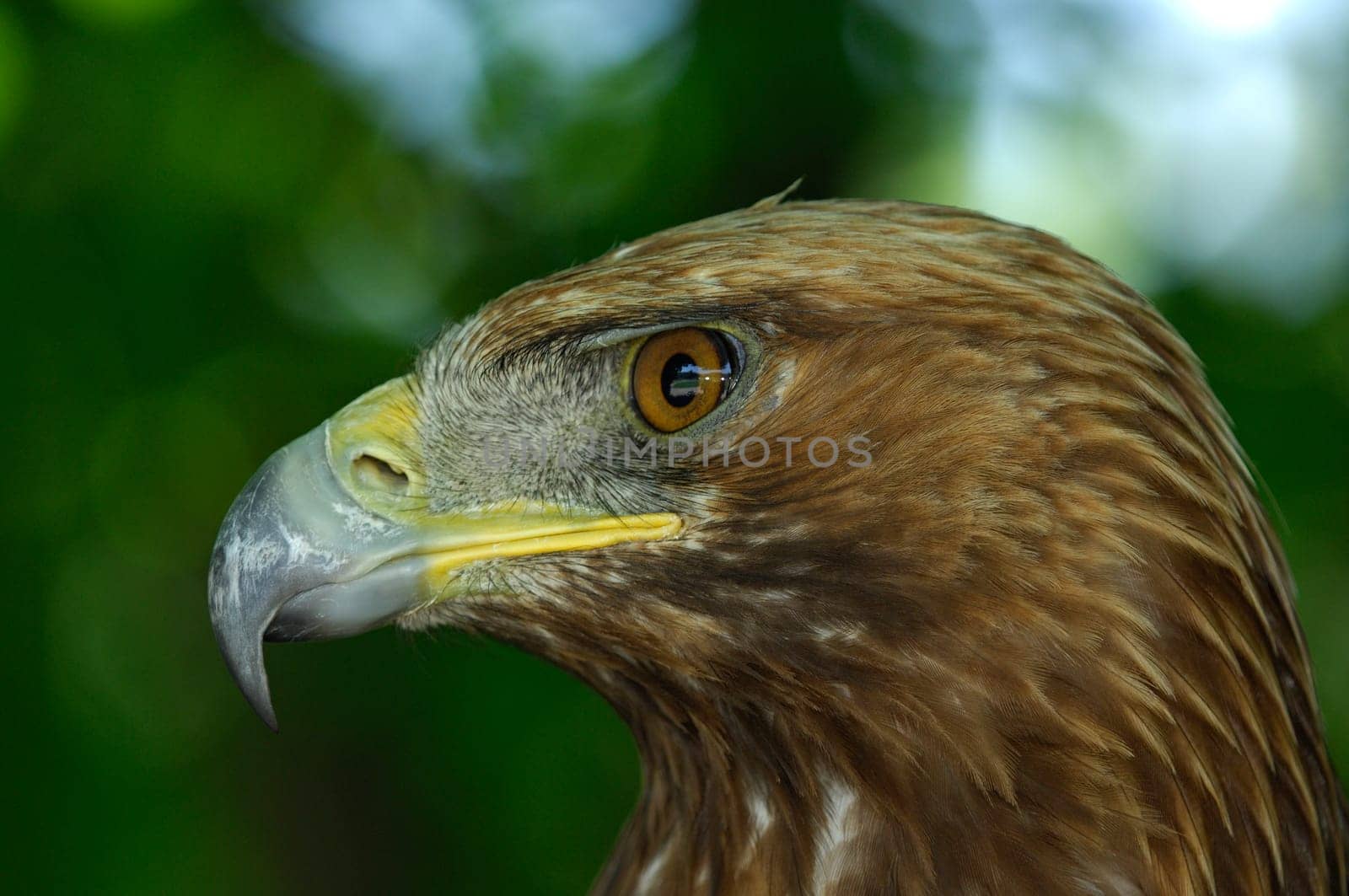 Golden eagle
