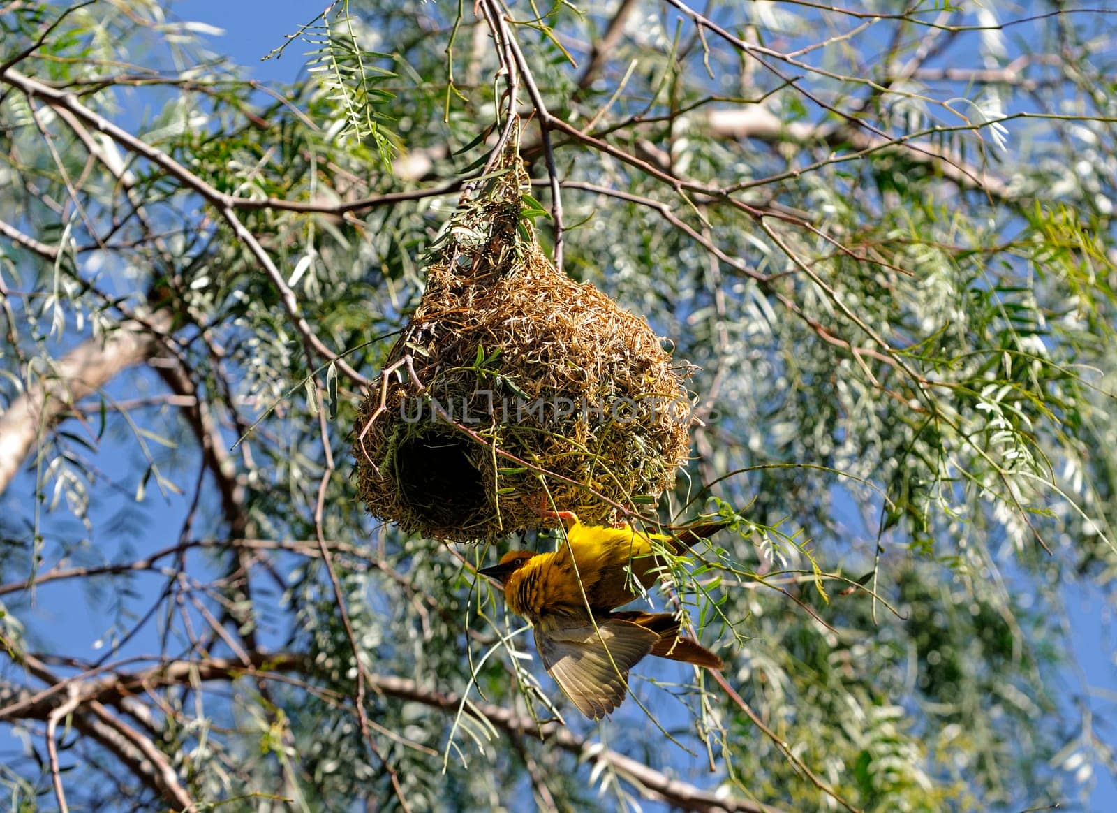 Cape weaver,weaver bird building nests,South Africa