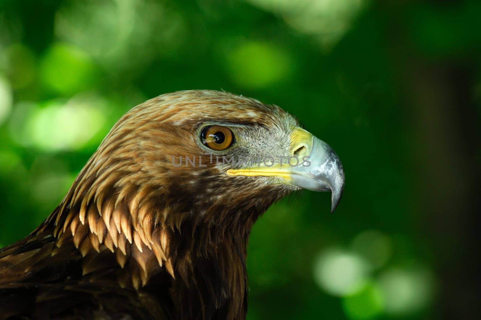 Golden eagle