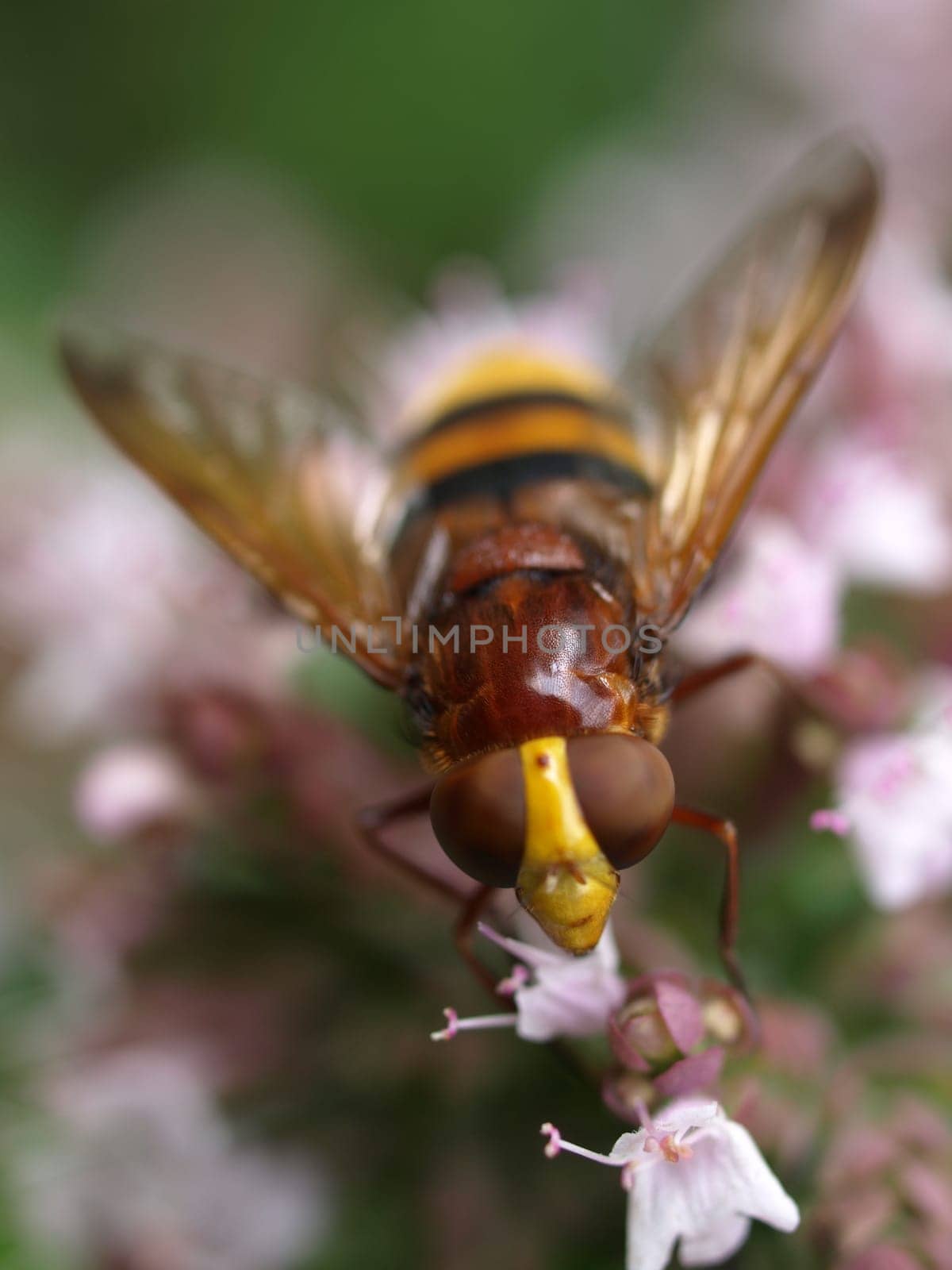 Hornet Hoverfly