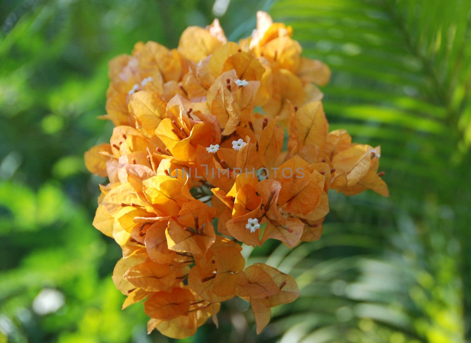 orange bougainvillea