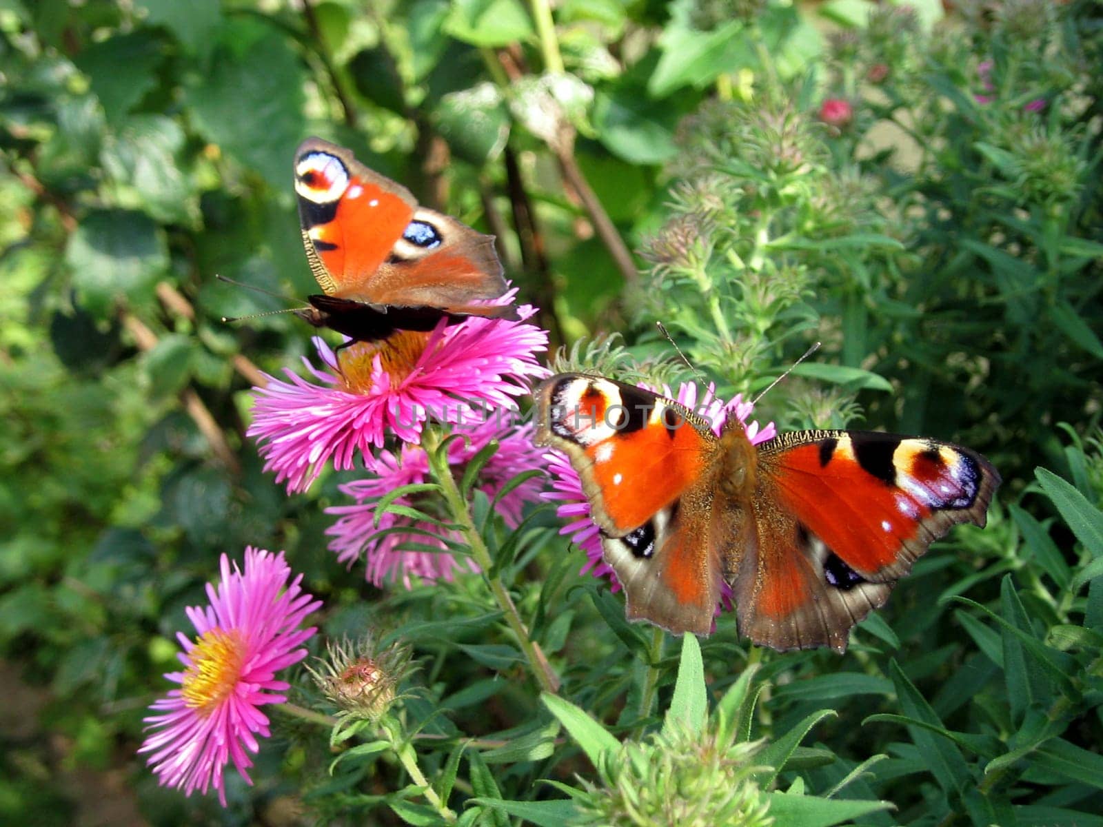 Two peacock eyes