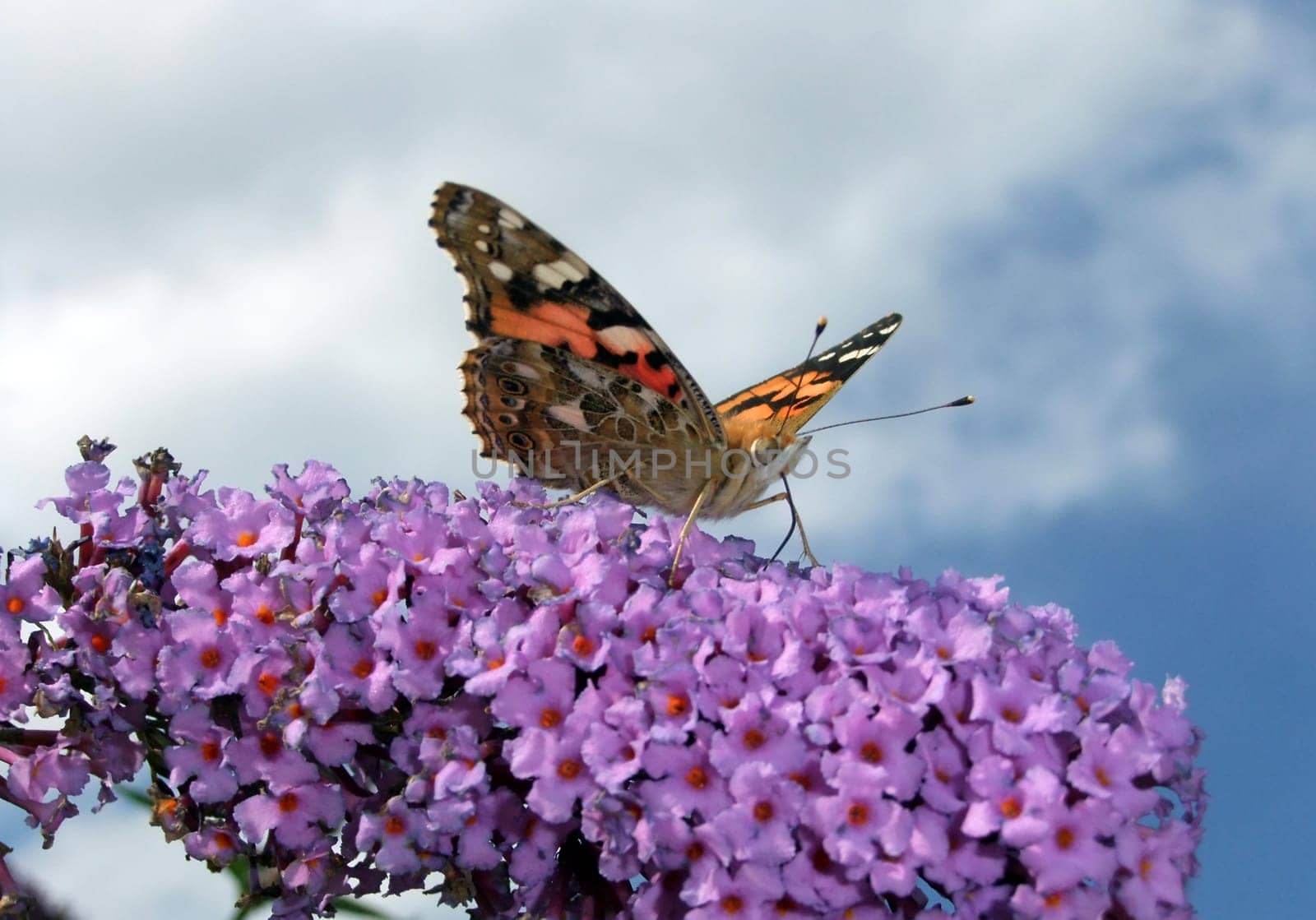 Painted lady