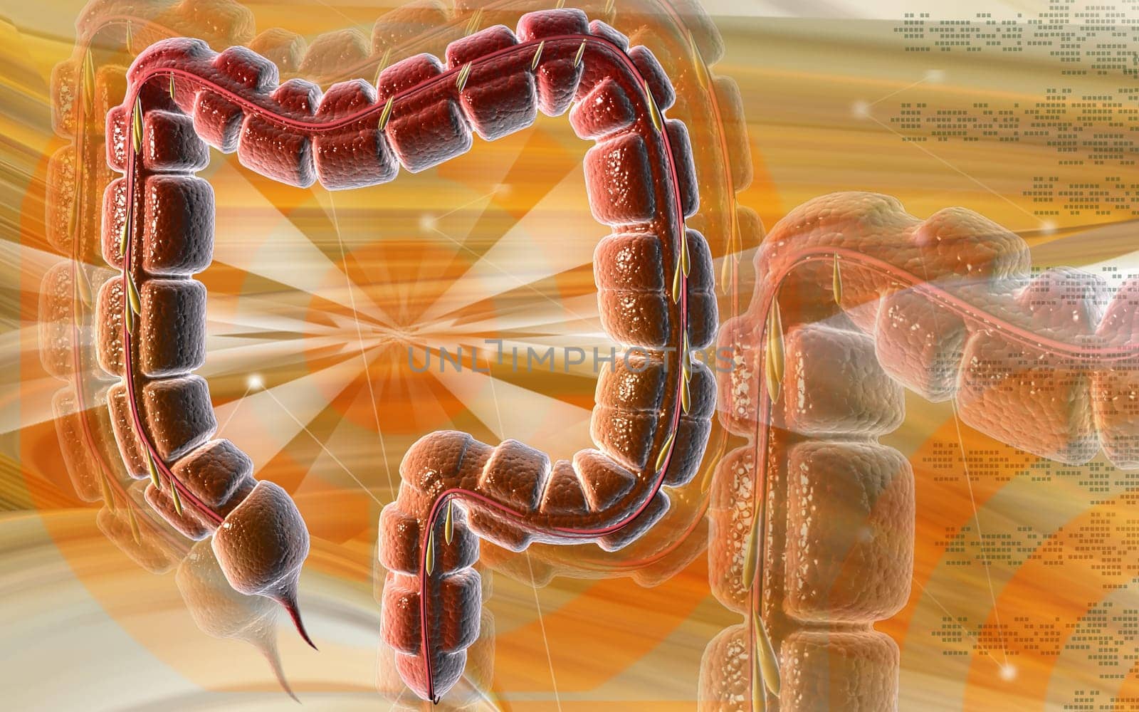 Large intestine
