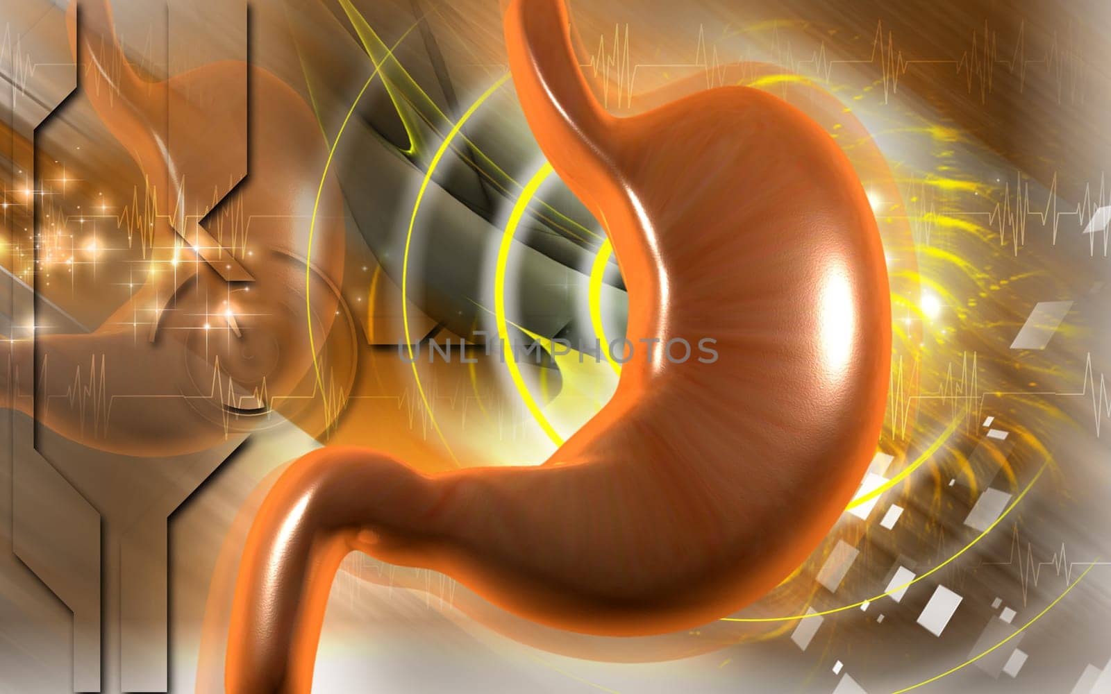 Stomach
