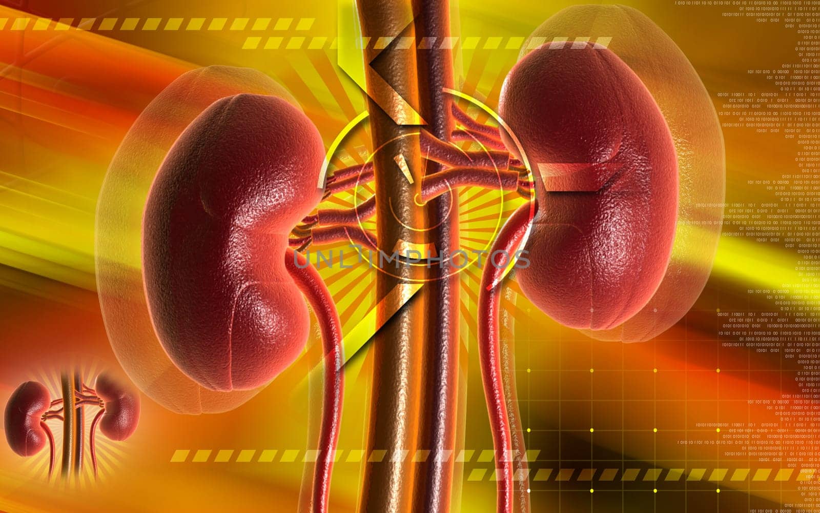 Kidney