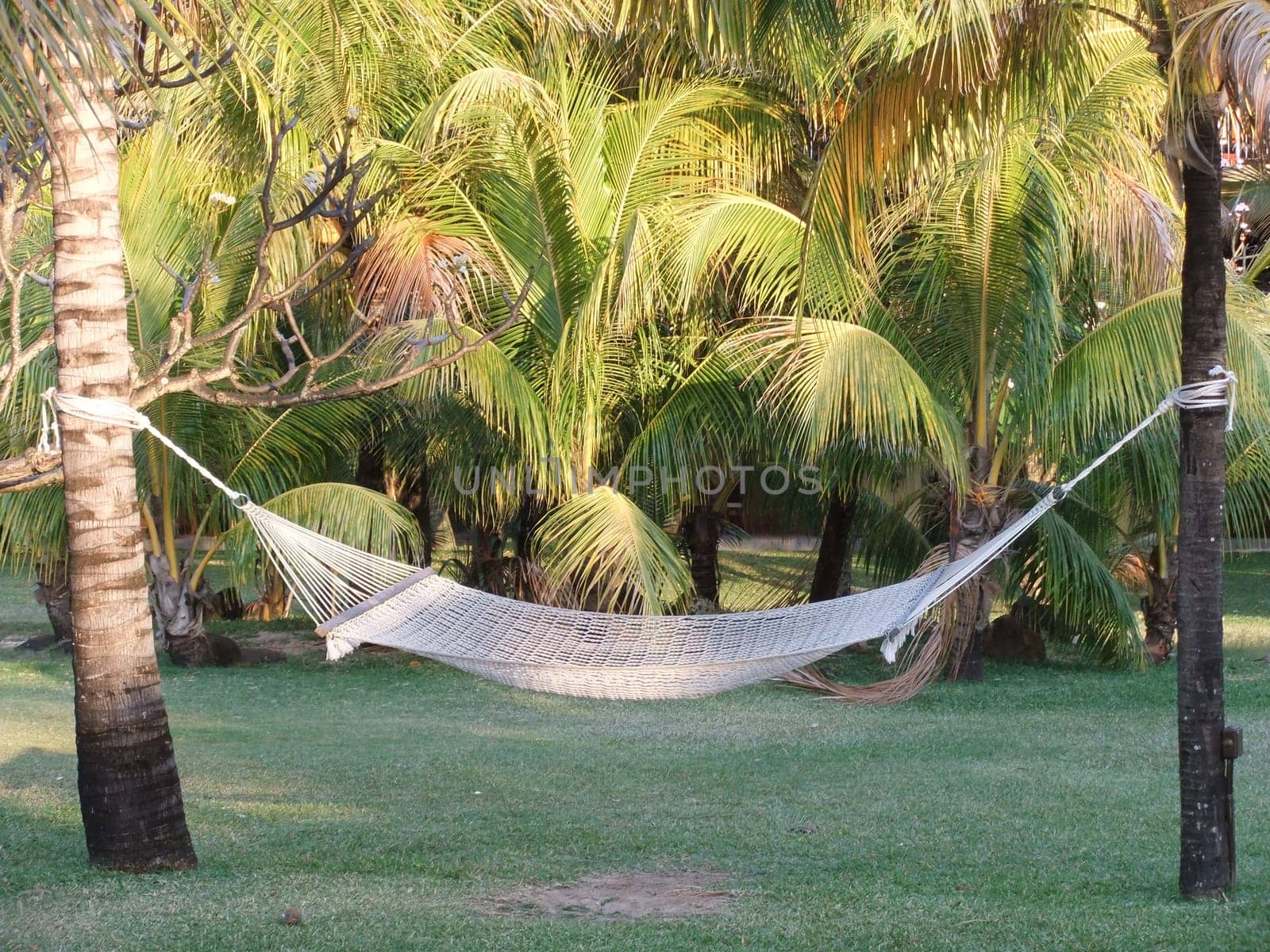 Hammock under palm trees