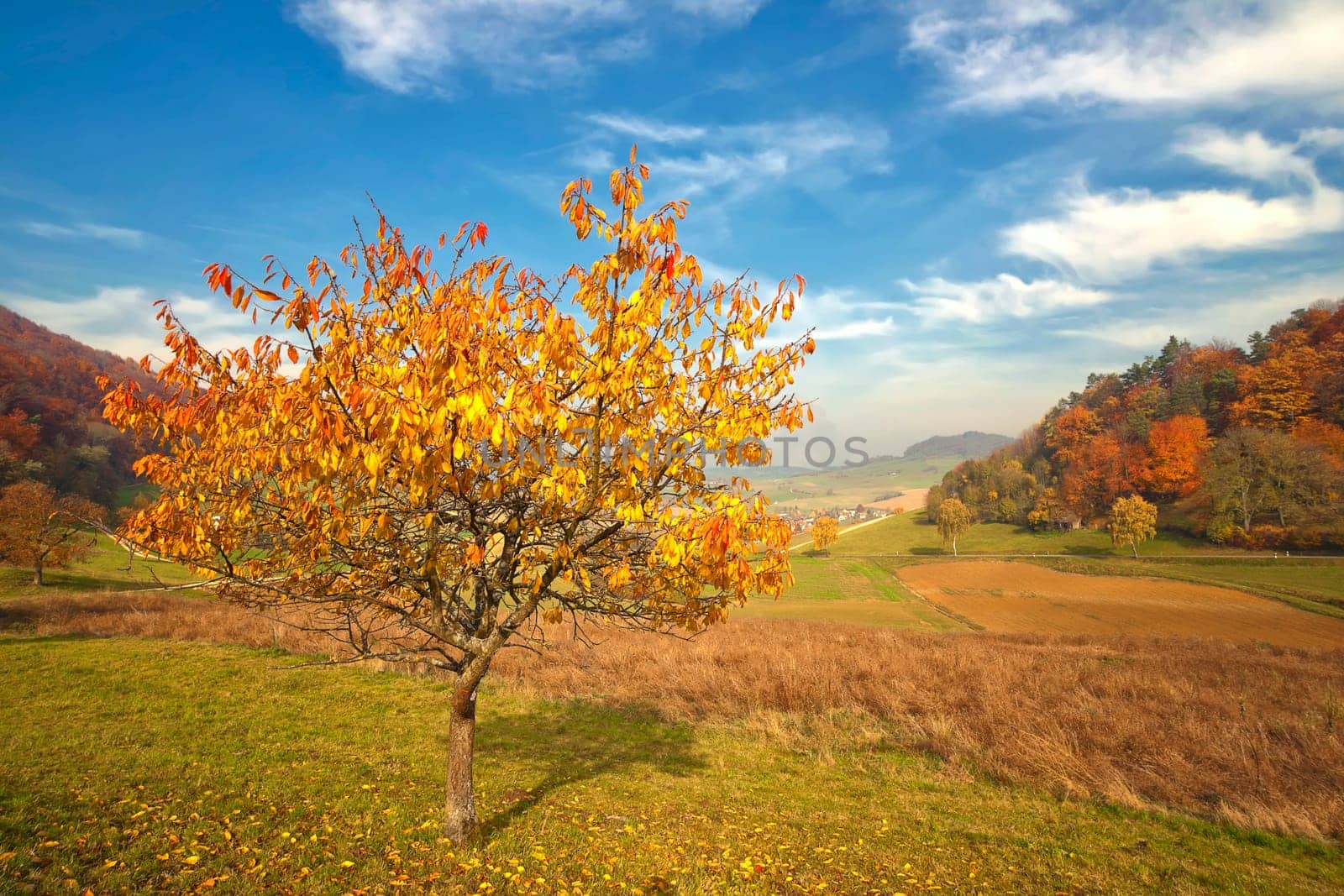Cherry trees on the Böttstein