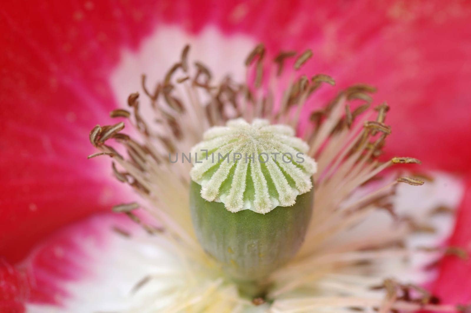 corn poppy