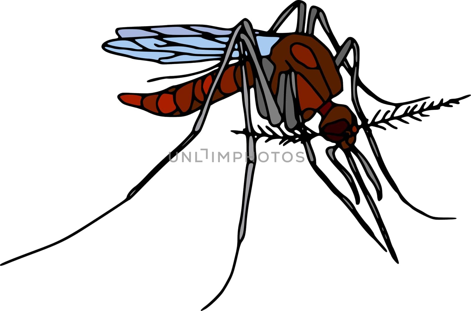 mosquito