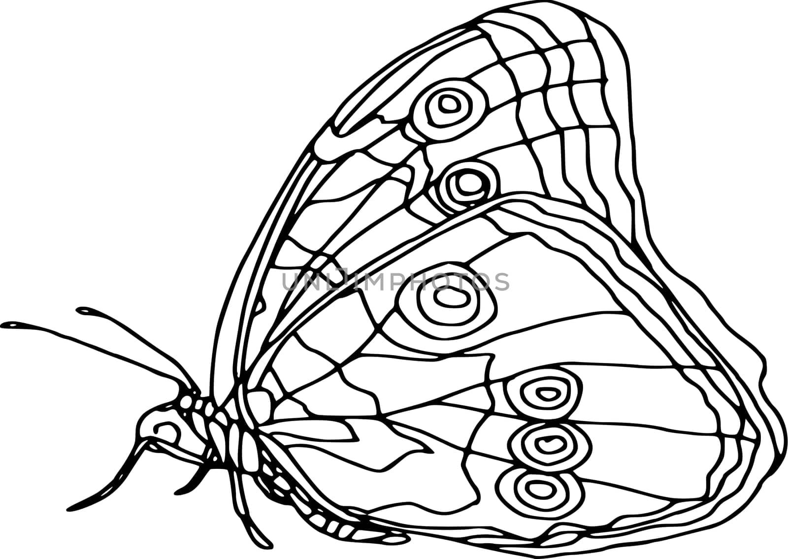 butterfly