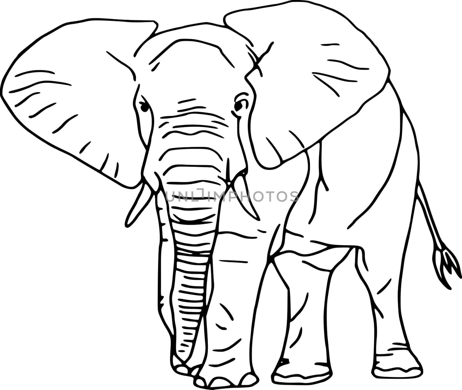 elefant