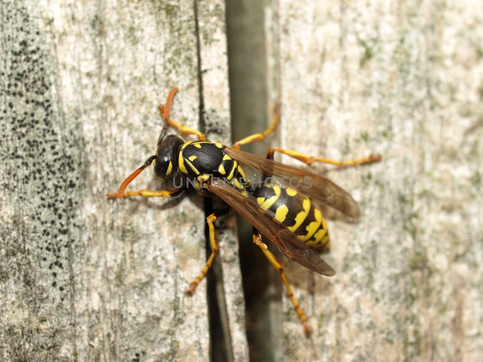 Wasp